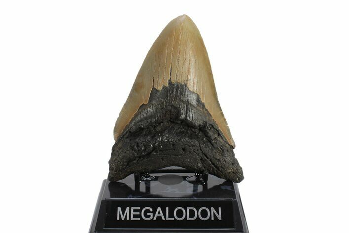 Serrated, Fossil Megalodon Tooth - North Carolina #245878